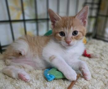 Darwin -  Domestic Short Hair Cat for Adoption in Terrebonne, Quebec - Darwin | PetCurious