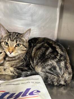 Domestic Short Hair Cats Available for Adoption in Hopkinsville, Kentucky - June | PetCurious