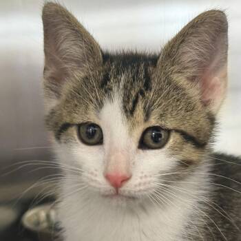 Domestic Short Hair Cats Available for Adoption in Ottawa, Kansas - Clementine | PetCurious
