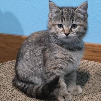 Domestic Short Hair Cats Available for Adoption in Madison, Wisconsin - Whitnie | PetCurious