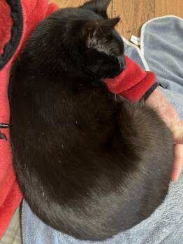 Domestic Short Hair Cats Available for Adoption in Little Rock, Arkansas - Misha | PetCurious