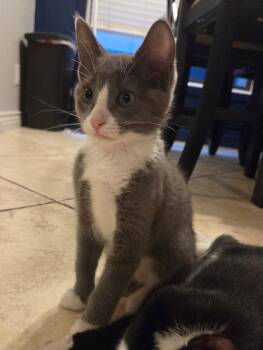 Snickerdoodle -  Domestic Short Hair Cat for Adoption in Gilbert, Arizona - Snickerdoodle | PetCurious