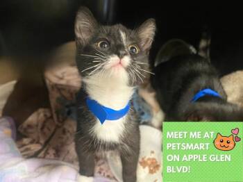 RICHARD -  Domestic Short Hair Cat for Adoption in Fort Wayne, Indiana - RICHARD | PetCurious