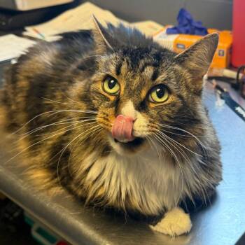 Fluffy -  Domestic Medium Hair Cat for Adoption in Tuscaloosa, Alabama - Fluffy | PetCurious