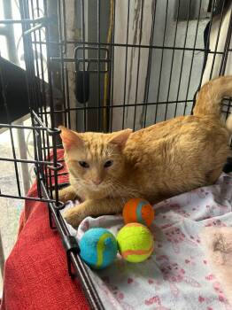 Rescue Tabby and Domestic Short Hair Cats for Adoption in Hopkinton, Massachusetts - Amira | PetCurious