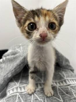 A2476147 -  Domestic Short Hair Cat Available for Adoption in Fort Lauderdale, Florida - A2476147 | PetCurious