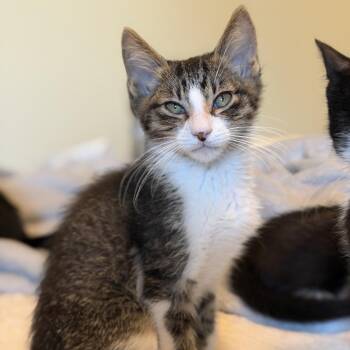 Lil Jim Bob -  Domestic Short Hair Cat for Adoption in Bentonville, Arkansas - Lil Jim Bob | PetCurious
