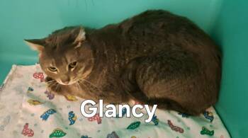 Glancy -  Domestic Short Hair Cat for Adoption in Plattsburgh, New York - Glancy | PetCurious