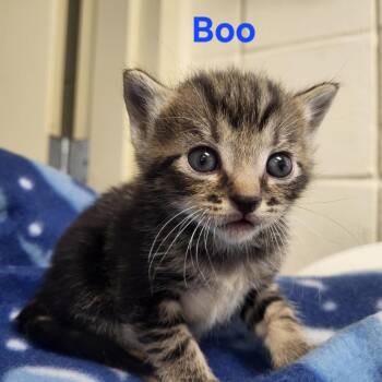 Rescue Domestic Short Hair Cats for Adoption in Windsor, Virginia - Boo | PetCurious