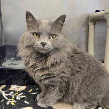 Domestic Long Hair Cats Available for Adoption in Bowling Green, Ohio - Abby | PetCurious