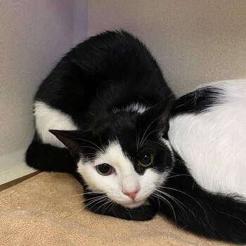 Otacon -  Domestic Short Hair Cat for Adoption in Wantagh, New York - Otacon | PetCurious