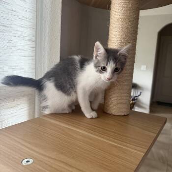 Kendale OR14519-T -  Domestic Medium Hair Cat for Adoption in Missouri City, Texas - Kendale OR14519-T | PetCurious