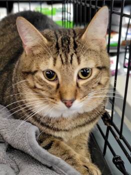 Rescue Domestic Short Hair and Tabby Cats for Adoption in Douglasville, Georgia - Ajax | PetCurious