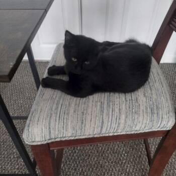 Edward Sweetie -  Domestic Short Hair Cat for Adoption in Tampa, Florida - Edward Sweetie | PetCurious
