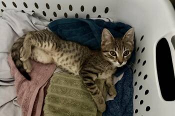 Jorgen -  Domestic Short Hair Cat for Adoption in Topeka, Kansas - Jorgen | PetCurious