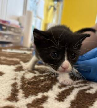 Bluebird -  Domestic Short Hair Cat for Adoption in Santa Rosa, California - Bluebird | PetCurious