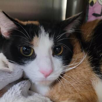 Nova -  Domestic Short Hair Cat for Adoption in Las Vegas, Nevada - Nova | PetCurious