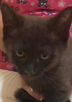FRANCINE -  Domestic Short Hair Cat for Adoption in Elizabethton, Tennessee - FRANCINE | PetCurious