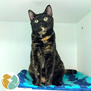 Mocha -  Domestic Short Hair Cat Available for Adoption in Toledo, Ohio - Mocha | PetCurious