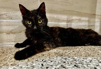 Rescue Domestic Short Hair Cats for Adoption in Manhasset, New York - Celia | PetCurious