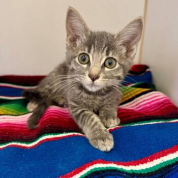 Lays -  Domestic Short Hair Cat for Adoption in Hawthorne, California - Lays | PetCurious