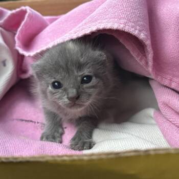 Teenie Weenie -  Domestic Short Hair Cat for Adoption in Lynchburg, Virginia - Teenie Weenie | PetCurious