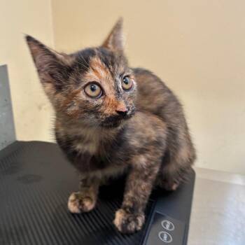 Penelope -  Domestic Short Hair Cat for Adoption in Pasadena, California - Penelope | PetCurious