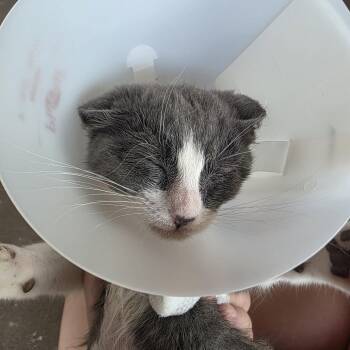 GG -  Domestic Short Hair Cat for Adoption in Leander, Texas - GG | PetCurious