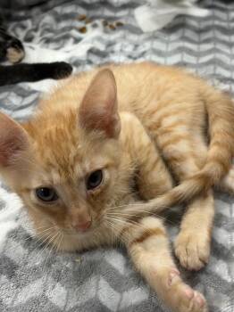 Casaba -  Domestic Short Hair Cat for Adoption in Corpus Christi, Texas - Casaba | PetCurious