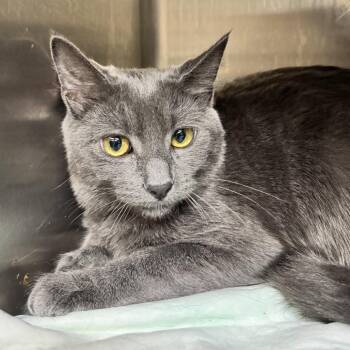 Fuji -  Domestic Medium Hair Cat for Adoption in Hemet, California - Fuji | PetCurious