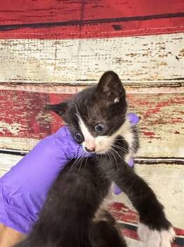 Domestic Short Hair Cats Available for Adoption in Doral, Florida - MIRTHA | PetCurious