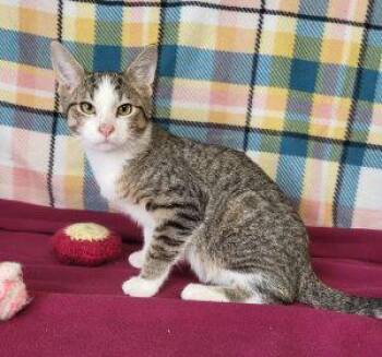 Batty Koda -  Domestic Short Hair Cat for Adoption in Bucyrus, Ohio - Batty Koda | PetCurious