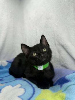 Domestic Short Hair Cats Available for Adoption in Tavares, Florida - Nathan | PetCurious