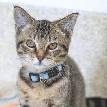 Infrared -  Domestic Short Hair Cat for Adoption in Pontiac, Michigan - Infrared | PetCurious