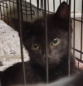 Magic -  Domestic Short Hair Cat for Adoption in Saint Clairsville, Ohio - Magic | PetCurious
