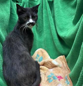 Rescue Domestic Short Hair Cats for Adoption in Winter Haven, Florida - VENUS | PetCurious