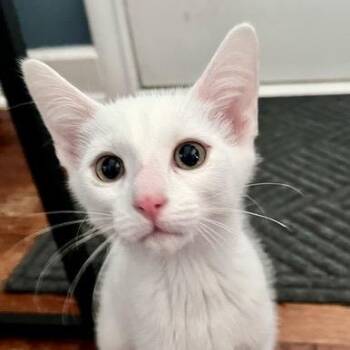 Sunkissed Susan 56095 -  Domestic Short Hair Cat for Adoption in Eaton Rapids, Michigan - Sunkissed Susan 56095 | PetCurious