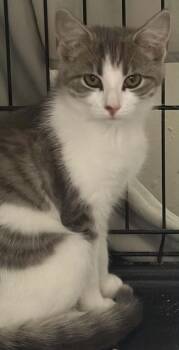 Jelly Roll -  Domestic Short Hair Cat for Adoption in Westfield, Massachusetts - Jelly Roll | PetCurious