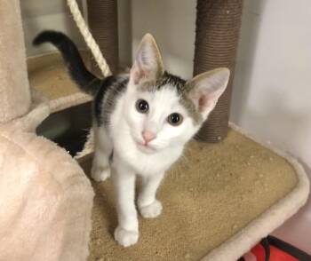 Rescue American Shorthair Cats for Adoption in Vacaville, California - Tom | PetCurious