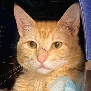 Domestic Short Hair Cats Available for Adoption in Salt Lake City, Utah - Beckett | PetCurious