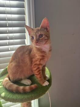 Domestic Short Hair Cats Available for Adoption - Idaho26 | PetCurious