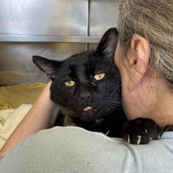 Chatter Box -  Domestic Short Hair Cat for Adoption in Richmond, Virginia - Chatter Box | PetCurious