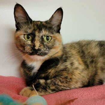 Bellamy -  Domestic Short Hair Cat for Adoption in Columbia, Missouri - Bellamy | PetCurious