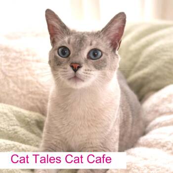Yumi -  Siamese Cat for Adoption in Chapel Hill, North Carolina - Yumi | PetCurious