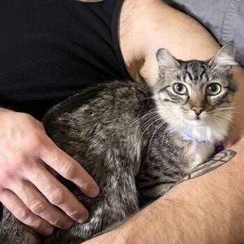 Chloe -  Domestic Medium Hair Cat for Adoption in St. Cloud, Florida - Chloe | PetCurious