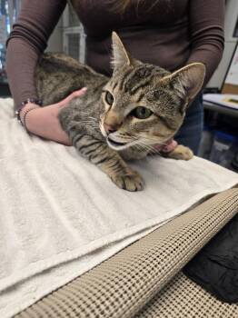 Mr Meowgi -  Domestic Short Hair Cat for Adoption in Vancouver, Washington - Mr Meowgi | PetCurious