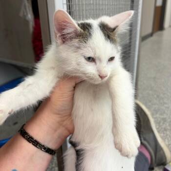 Riff -  Domestic Short Hair Cat Available for Adoption in Carroll, Iowa - Riff | PetCurious