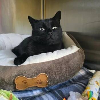Dipsy -  Domestic Short Hair Cat Available for Adoption in Winthrop, Maine - Dipsy | PetCurious
