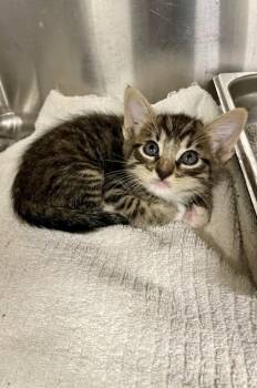 Domestic Short Hair Cats Available for Adoption in Covington, Louisiana - Gato | PetCurious