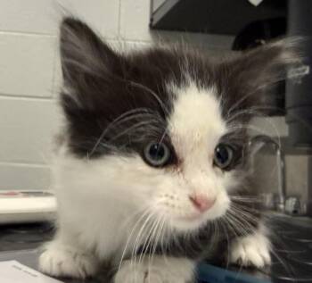 Timothy -  Domestic Medium Hair Cat for Adoption in Golden, Colorado - Timothy | PetCurious